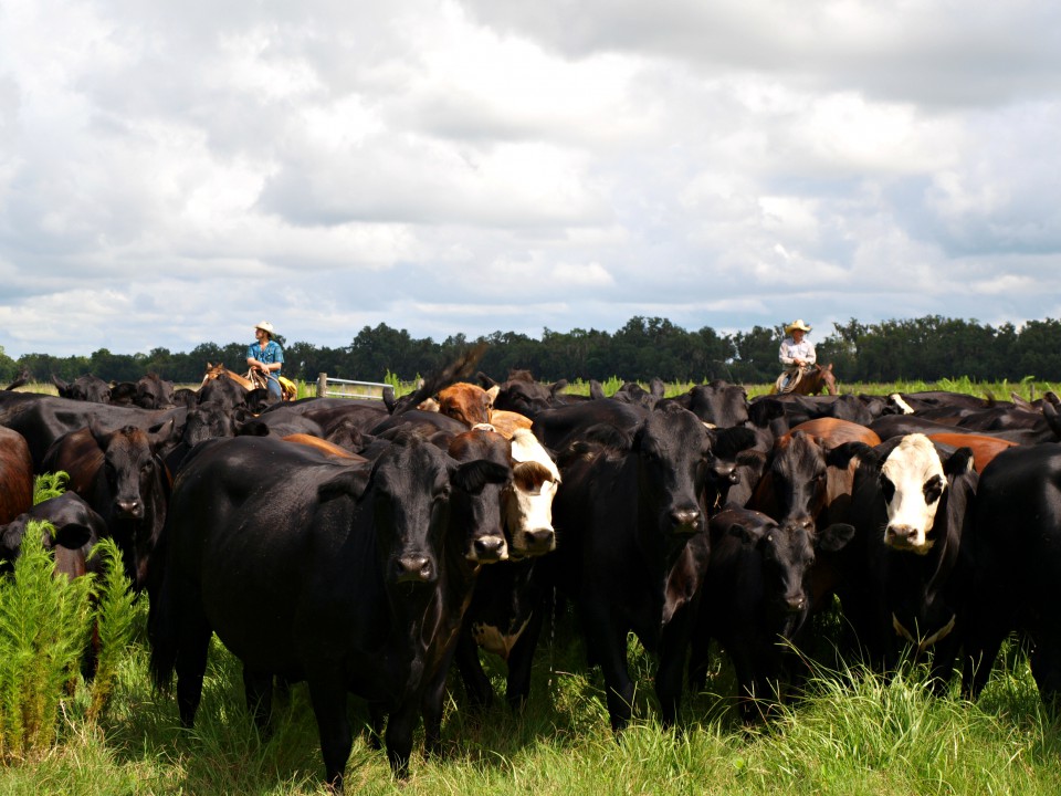 Polk County Cattlemen's Association | Polk County Cattlemen’s ...